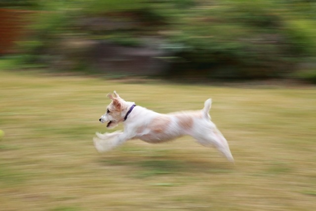 走っている犬