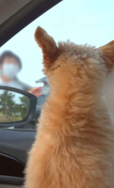 車内から外にいる女性を見つめるミックス犬