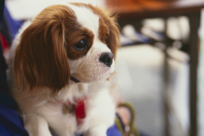 おとなしい犬