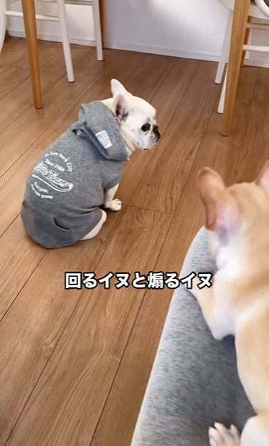 ソファの上から吠える子犬と床で無視する成犬