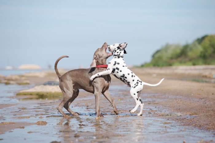 立っている犬