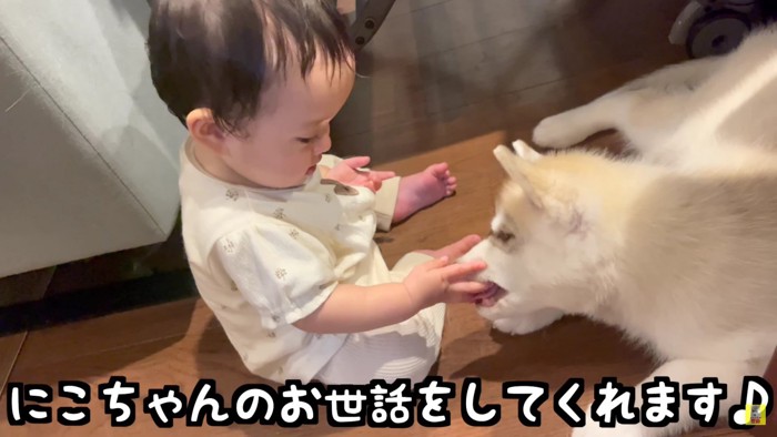 子犬のお世話をしたい1歳児