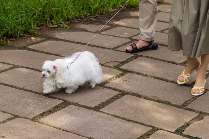 スカートとサンダルで散歩する飼い主