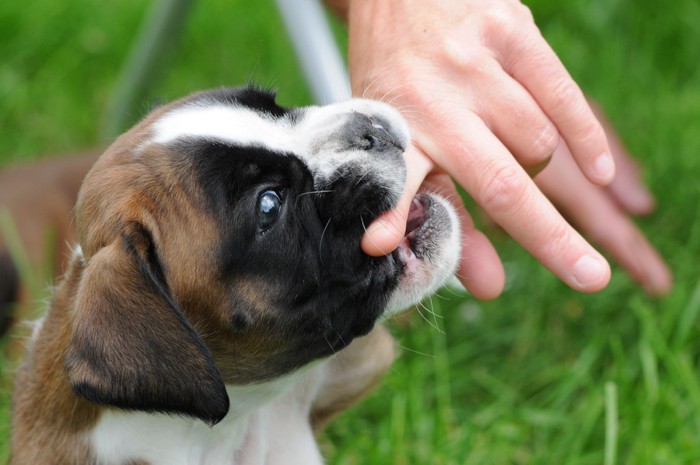 指を噛む犬