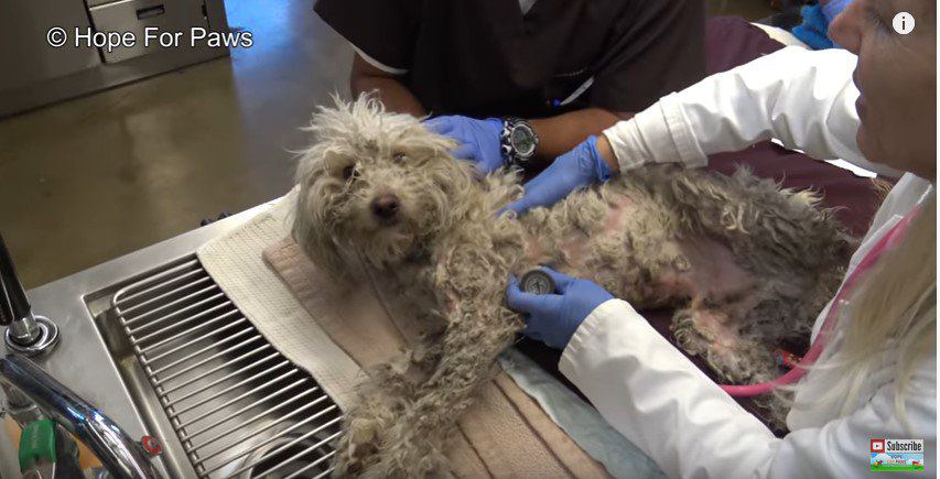 診察台の犬