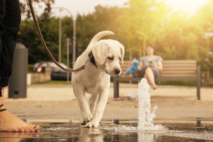 噴水を見るラブラドールレトリバーの子犬