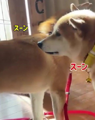 「スン…」