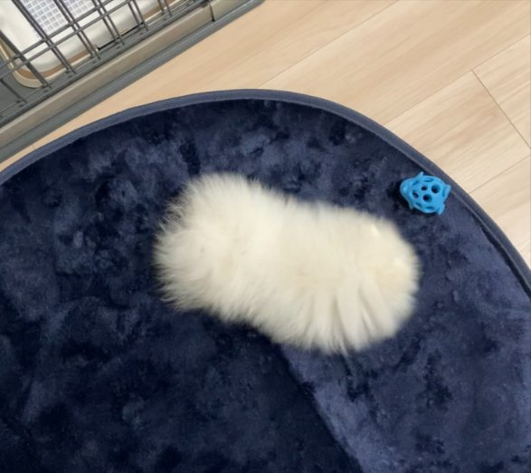 白い