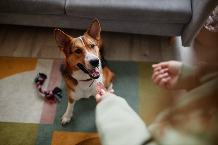 座って見上げる、茶の立ち耳の犬
