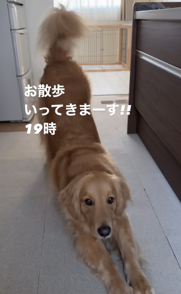 伸びをする犬