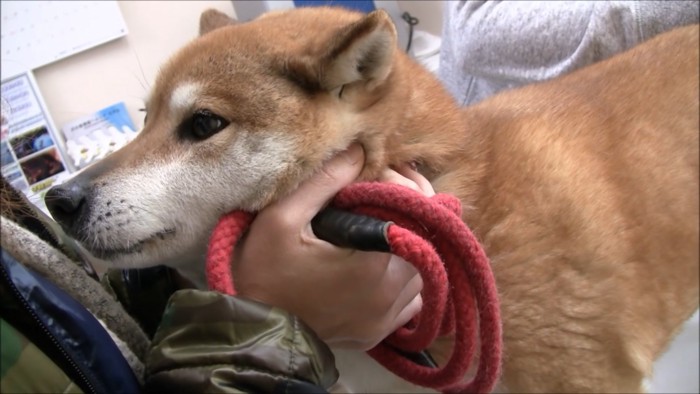 検温中のモモさん