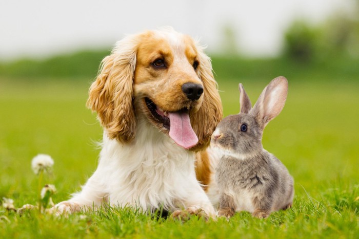 芝生の上でリラックスする犬とうさぎ