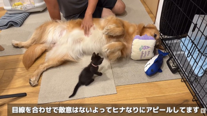 仰向けになってアピール