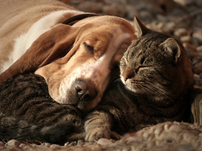 寄り添って眠る犬と猫