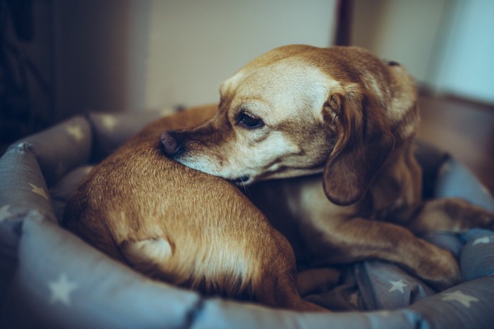 体を痒がって噛む犬