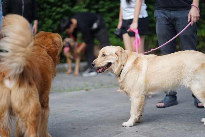 犬友会