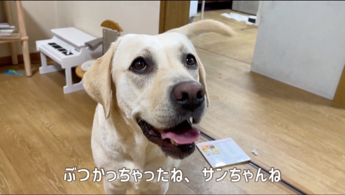 飼い主を見上げる白い犬