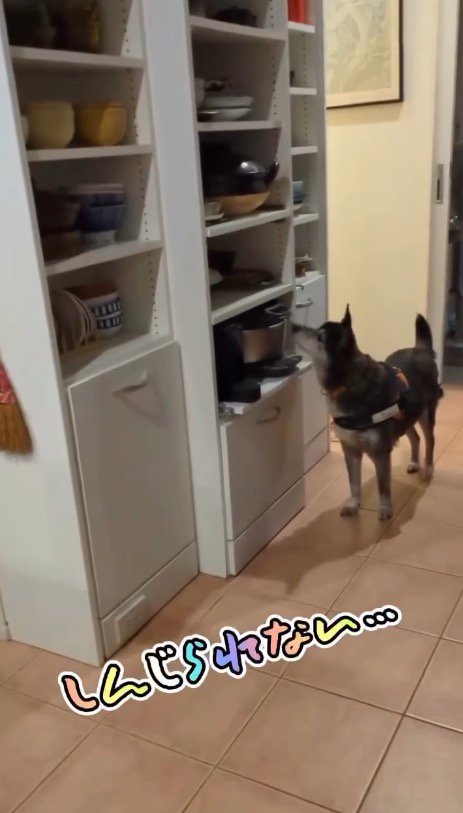 食器棚を見上げる犬