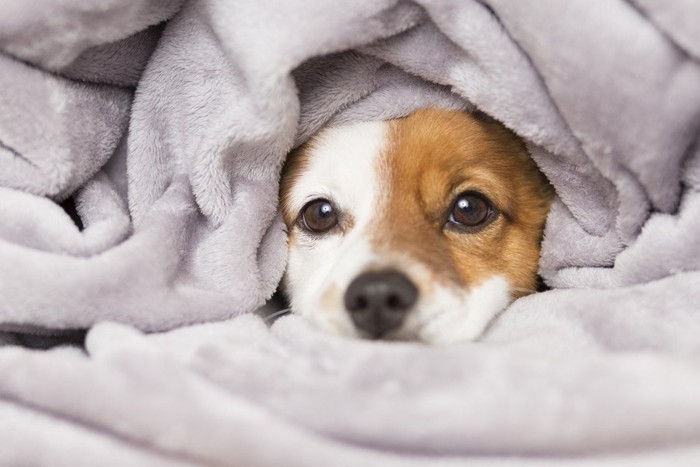 毛布をかぶっている犬