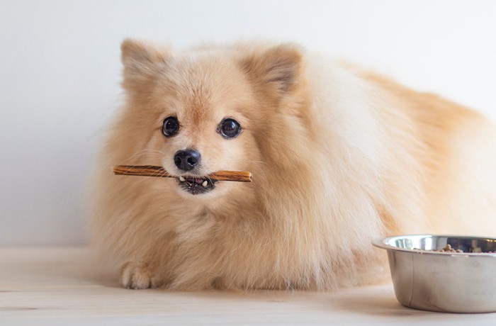 食器にドッグフード、おやつをくわえたポメラニアン