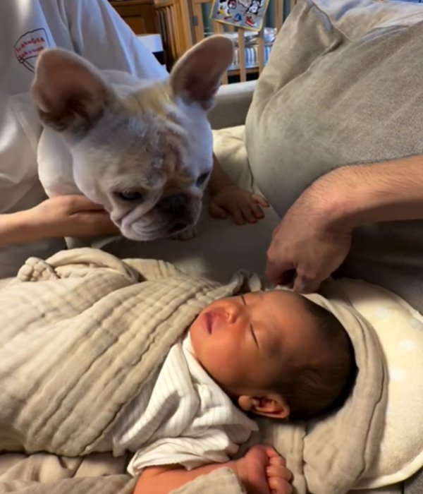 赤ちゃんを見る犬1