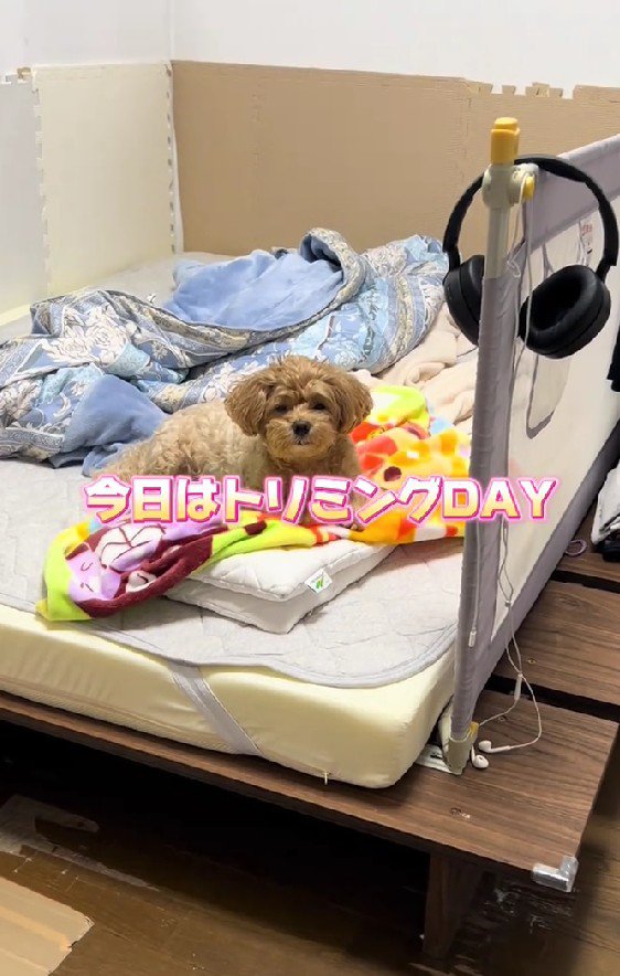 モコモコのちくわちゃん