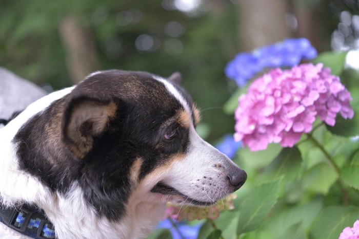 おもちゃ遊びをする犬