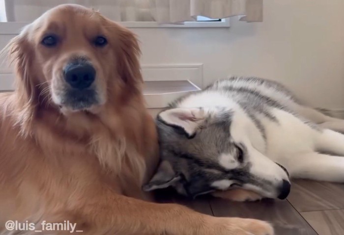 ハスキー犬に甘えられて飼い主の方を見つめるゴールデンレトリバー