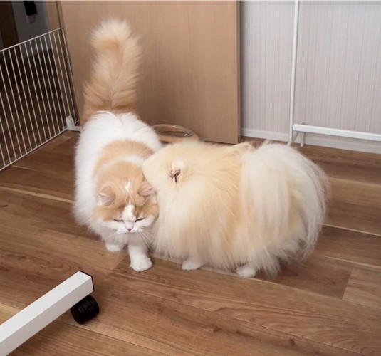 猫とポメ