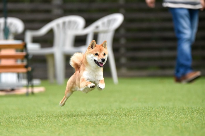 飛び跳ねる柴犬