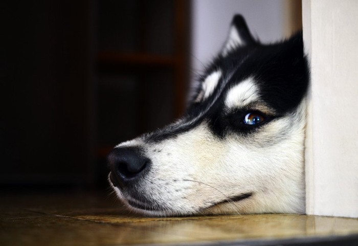 床に寝そべるハスキー犬の顔