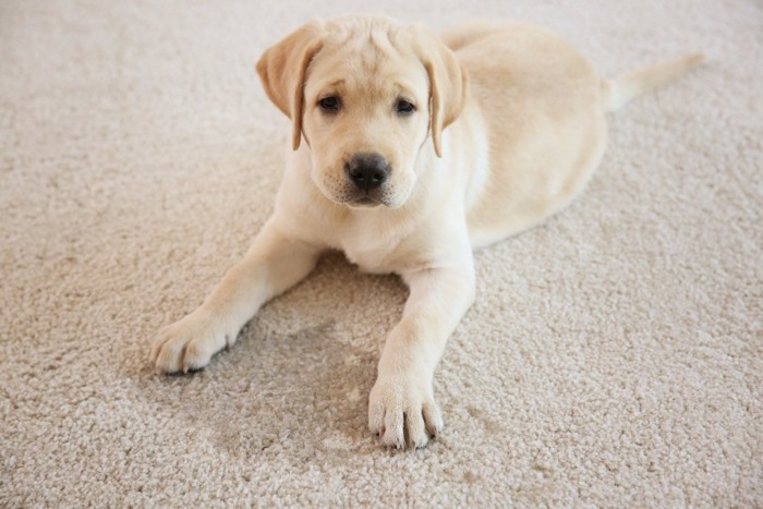 カーペットで排泄した子犬