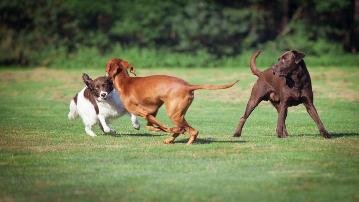 オフリードで遊ぶ3匹の犬