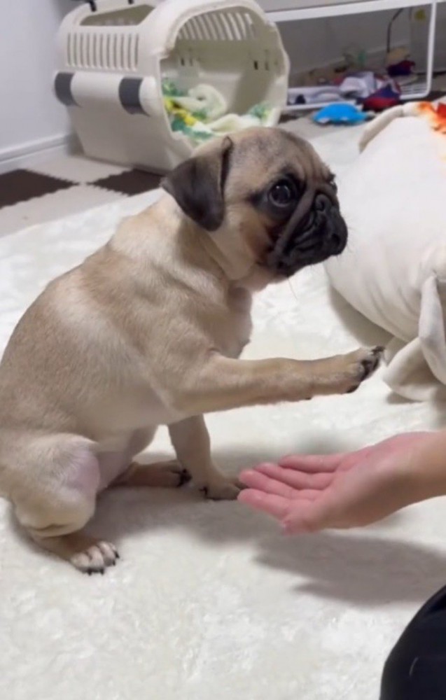 飼い主の手のひらに前足を伸ばす子犬