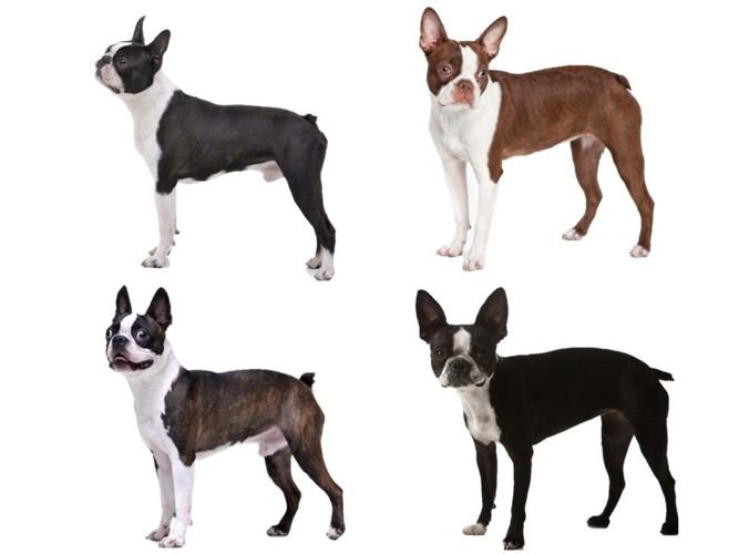 ボストンテリアの毛色は犬種標準として認められている
