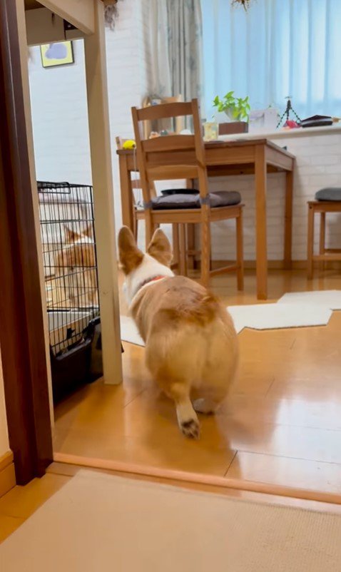 お兄ちゃんが学校に行った後のココちゃん＆ナッツちゃん9