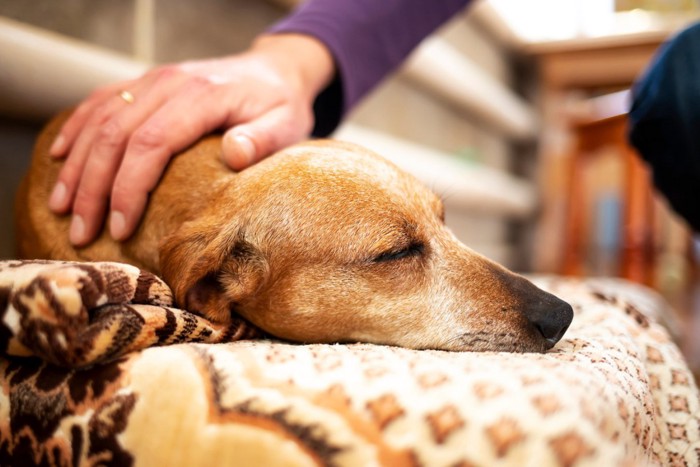 撫でられて眠るシニア犬