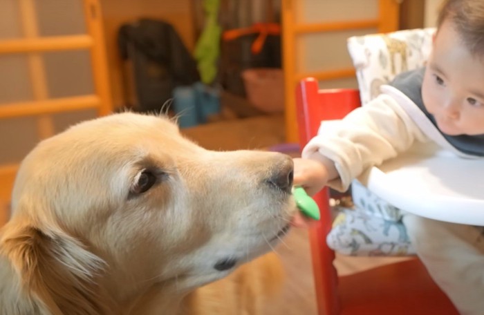 スプーンを舐める犬