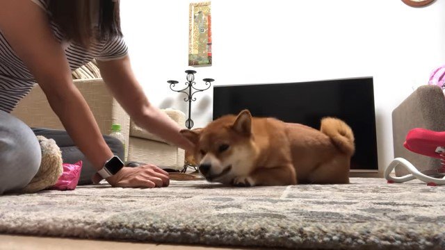 伏せる犬を撫でる女性