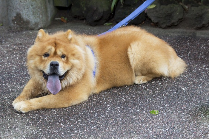 青いリードを付けた犬