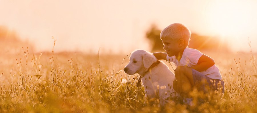 草原に座る子供と子犬