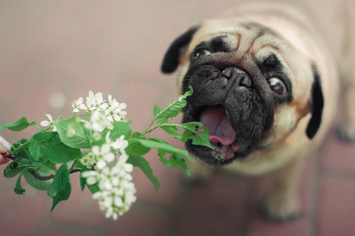 犬が草を食べる理由