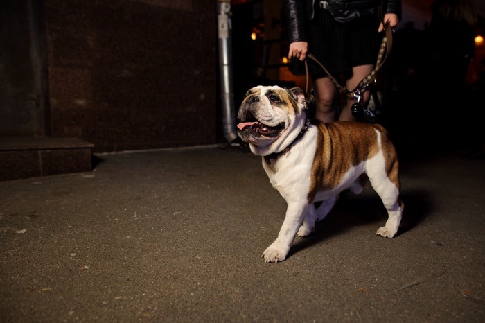 夜道を散歩する女性と犬