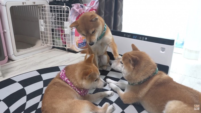 「僕の場所取らないで！」とお顔をペチッ