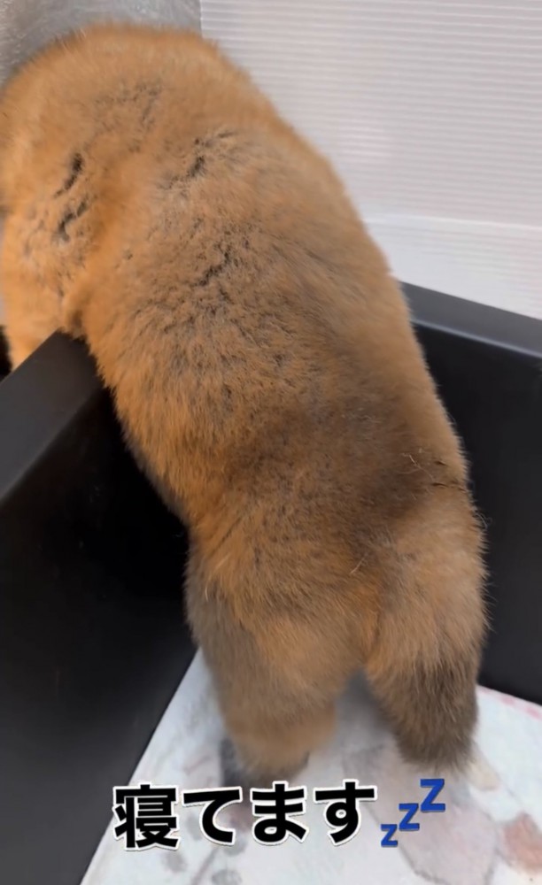 ケースのフチにもたれる子犬