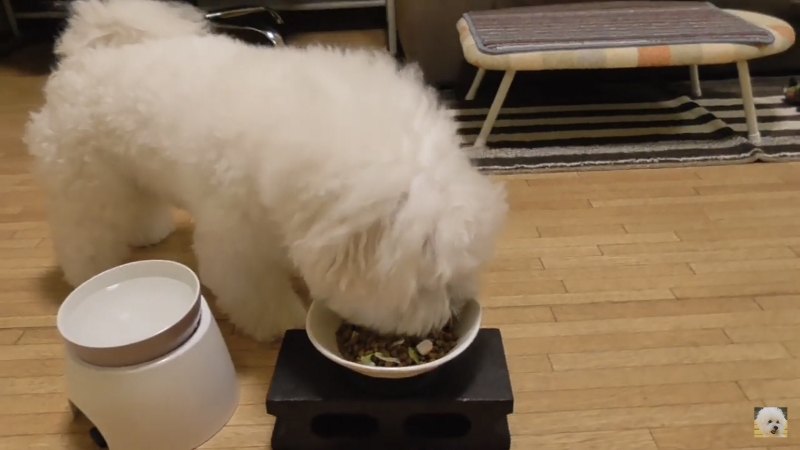 餌を食べる犬