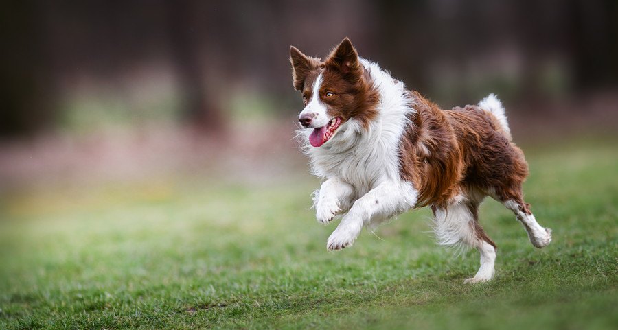 元気に走る犬