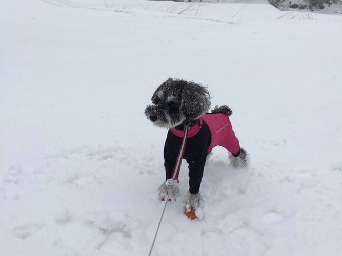 雪とシュナ