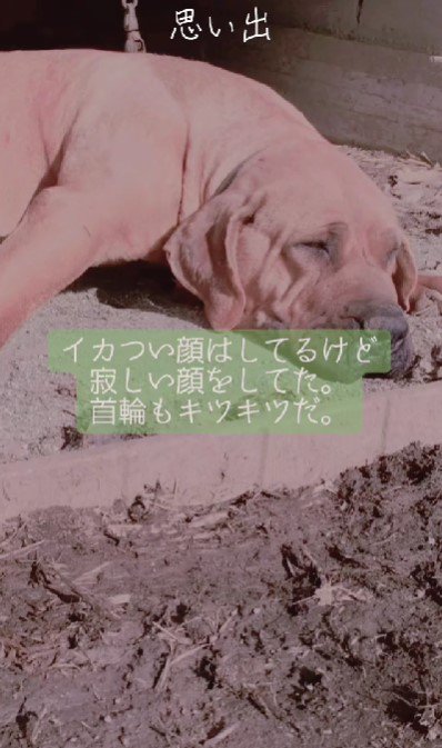 ボロボロの土佐犬を発見