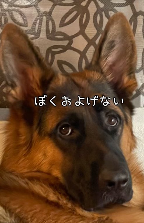 キリッとした表情の大型犬